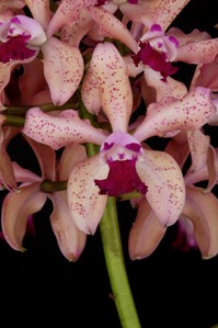 Cattleya Hawaiian Variable Rainbow Valley AM/AOS 85 pts.